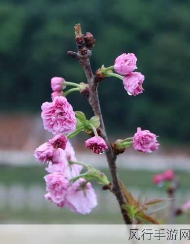 樱花视频日本大豆行情-日本大豆行情分析与樱花视频拓展🌸📈