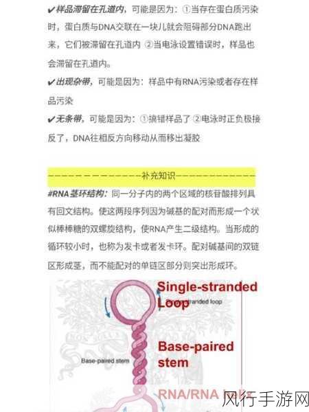 rna与cdna杂交-拓展RNA与cDNA的有效杂交研究🔬🧬
