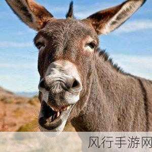 国产123地区五马分-探索国产123地区五马的独特魅力🌟🐴