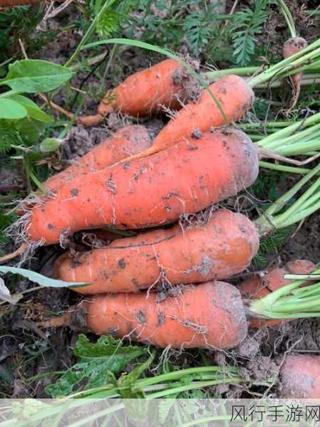 拔萝卜在床上-床上拔萝卜，乐趣无穷！🌱🥕