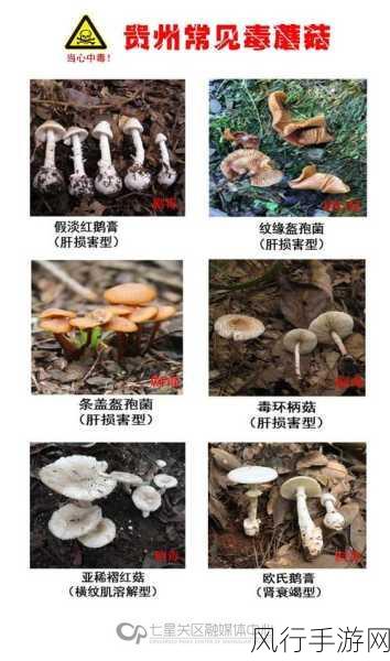 蘑菇黑料爆料事件视频-蘑菇黑料爆料事件完整版揭秘！🎥🍄