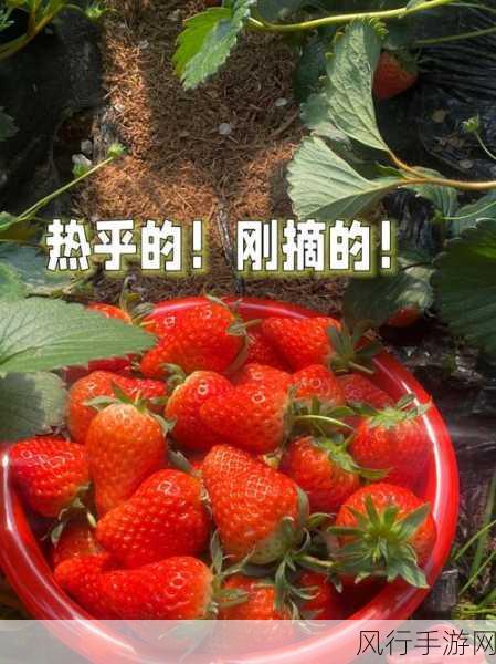 草莓视频的视频-草莓视频：探索无限精彩世界的乐趣🍓🎥