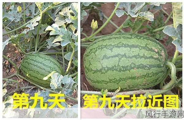 黑料吃瓜51-黑料揭秘：吃瓜51的真相大曝光！🍉👀