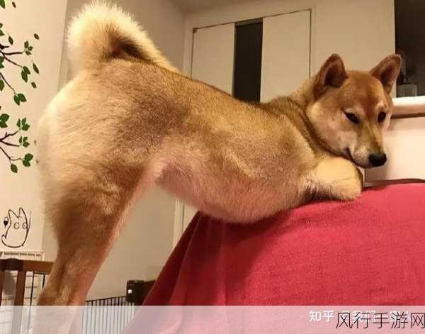 Chinese大白屁股-可爱大白屁股，萌翻你的心灵！😍🐶