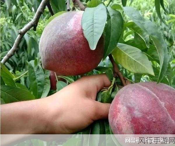 坤巴进入桃子-拓展坤巴进入桃子新境界🍑🌟