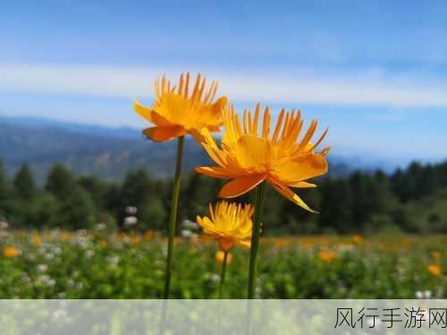 金莲 国产精品-金莲之美：探寻独特的魅力与风采✨🌸