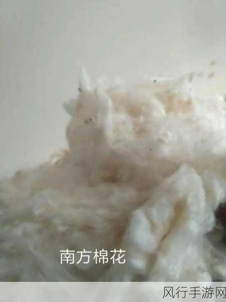 的意思不盖被子(黄)-不盖被子的原因与影响分析 🛏️🤔