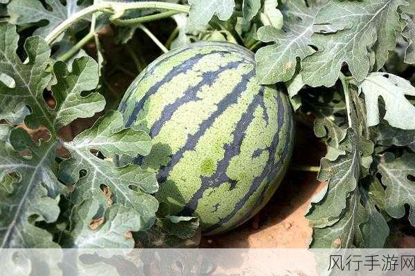 51cg2.吃瓜的主要内容-51cg2. 吃瓜热潮掀起新风暴！🍉😄