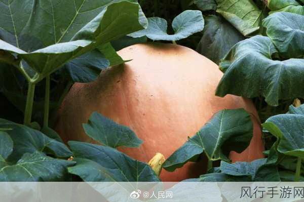 热门大瓜每日更新必看大瓜-每日热门大瓜汇总，精彩不容错过！🍉📅