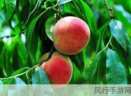 坤坤寒进桃子里怎么办!-坤坤寒进桃子里的处理与预防策略!-自己搭建下载站-拓展坤坤寒进桃子里的处理与预防策略!📦🍑