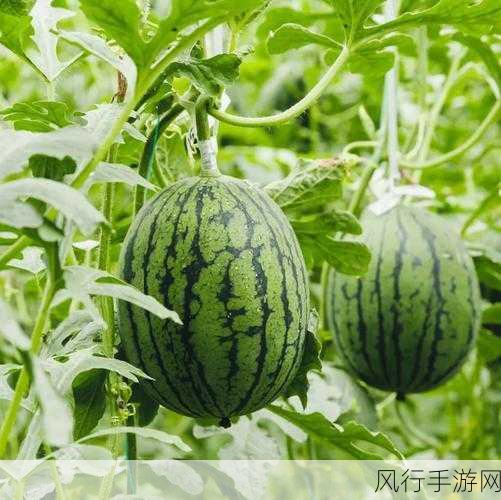 51吃瓜浏览网站-51吃瓜浏览网站：探索热点新闻世界！🌐🍉