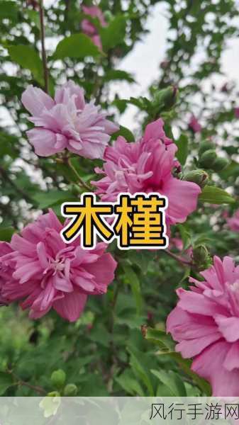 大手往哪秘密花园探去-探索神秘花园的奇幻之旅 🌺🗝️