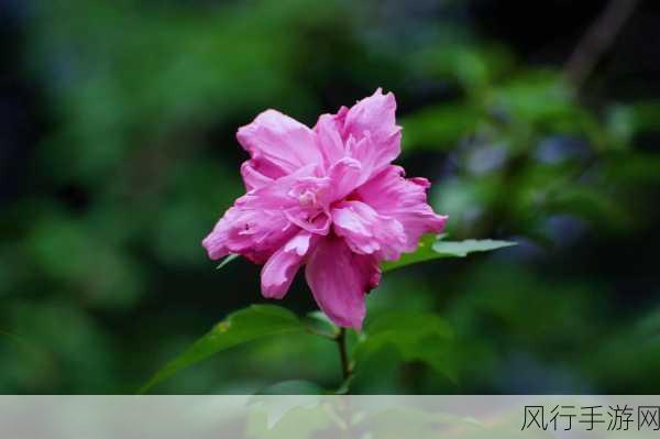 大手往哪秘密花园探去-探索神秘花园的奇幻之旅 🌺🗝️