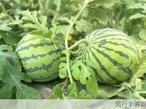 51cg热门大瓜今日吃瓜 往期回顾-今日吃瓜:51cg最新热门大瓜盘点🍉✨