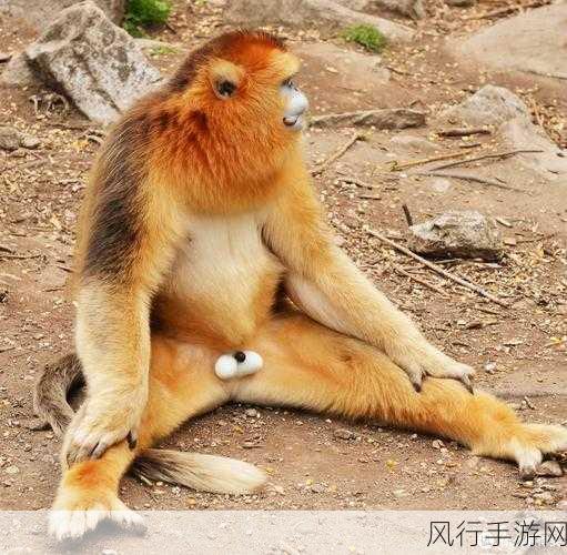 两个人生猴子软件下载-探索人生猴子：免费软件下载指南🐒📥