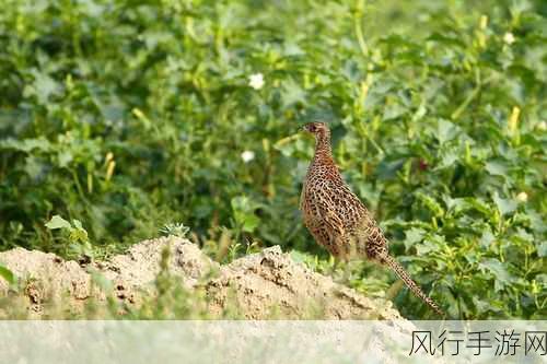 东南亚小雉鸡仙踪林-探索东南亚小雉鸡的神秘仙踪林🌿🐦