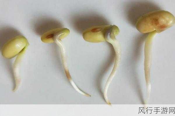 欧美破苞系列二十六大豆行情-欧美破苞系列二十六大豆行情解析 🌱📈