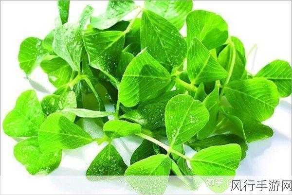 成品人和精品人的区别三叶草-三叶草：成品人和精品人的深刻区别🌱✨