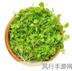 成品人和精品人的区别三叶草-三叶草:成品人和精品人的深刻区别🌱✨