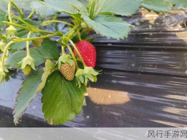 黄草莓视频-黄草莓视频揭秘：甜蜜与乐趣交融 🍓✨