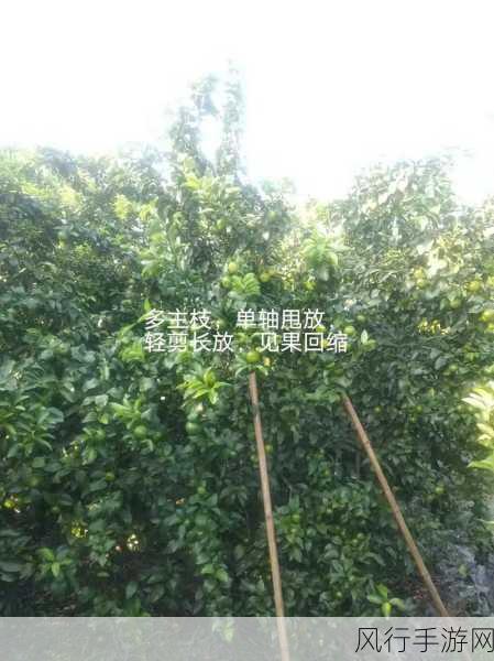 以闪亮之名遇之钥获取秘籍大公开 助你畅玩无阻