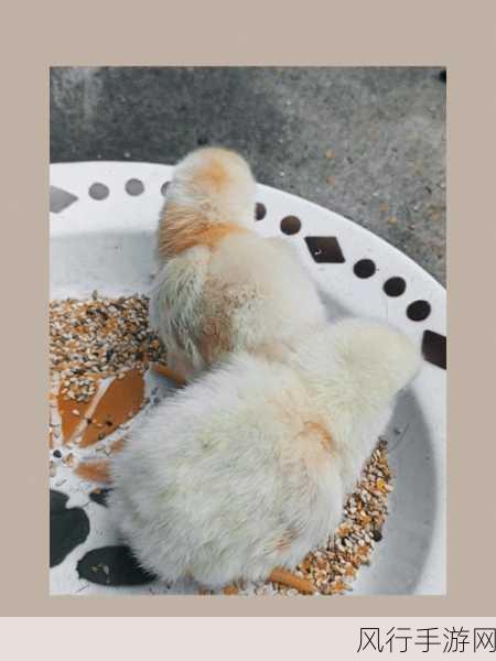探索猴科动物的奇妙世界,小鸡宝宝考考你