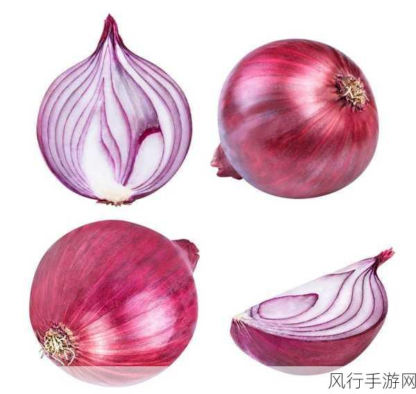 在蚂蚁庄园中探索,洋葱究竟是根还是茎?