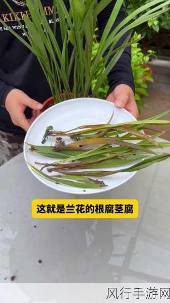 在蚂蚁庄园中探索,洋葱究竟是根还是茎?