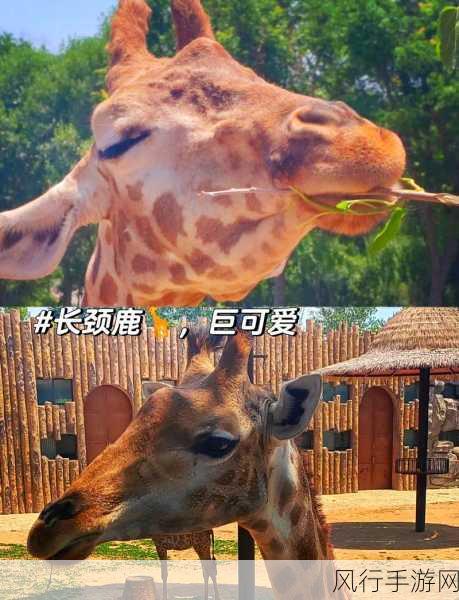 探秘动物世界,哪种动物不会眨眼睛?