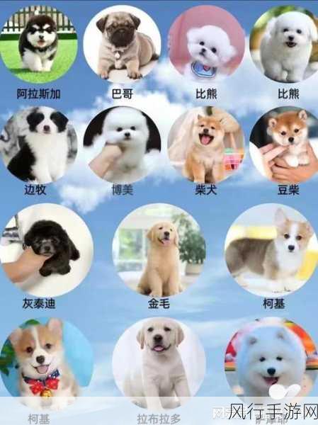 梦幻新诛仙孔雀姬,强度与性价比并存的宠物之选