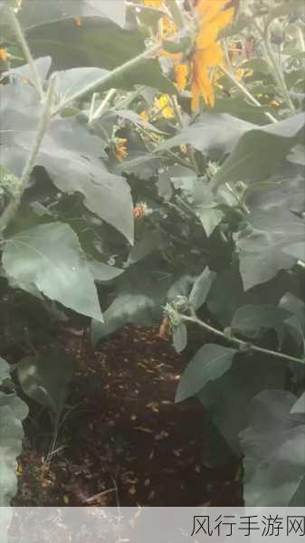 蚂蚁庄园中椿萱并茂的深刻寓意及答案解析