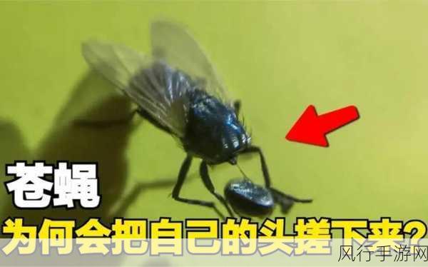 探究苍蝇搓手搓脚之谜,手游中的奇妙发现