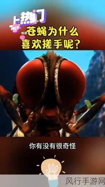 探究苍蝇搓手搓脚之谜,手游中的奇妙发现