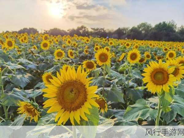 探索向日葵名画之谜,蚂蚁庄园 12 月 1 日答案背后的艺术故事