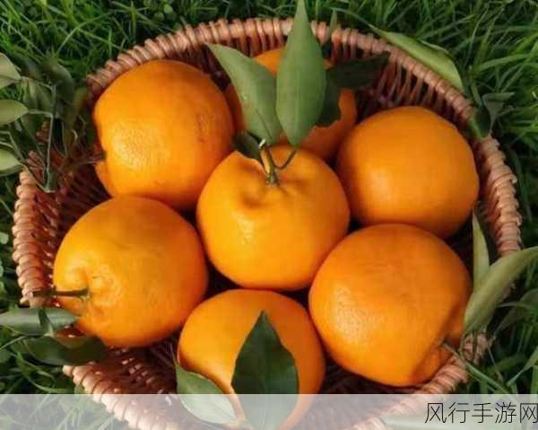 丑橘和耙耙柑究竟是不是同品种水果？蚂蚁庄园为您揭晓