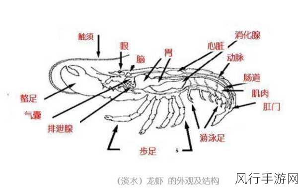 探寻小龙虾的神秘构造，心脏的所在之谜