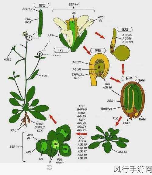 17c一草起-17c一草起：解密古代植物在生活中的重要作用与价值