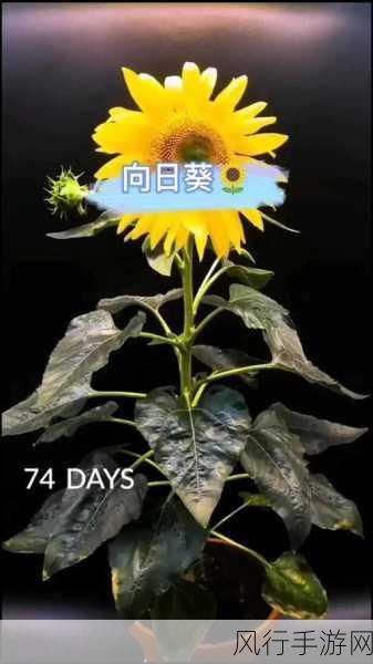 ios向日葵视频-“畅享精彩生活：向日葵视频带你发现无限可能”