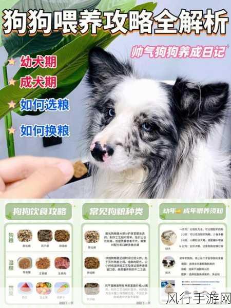 人狗胶配方大全及功效说明书-全面解析人狗胶配方及其健康功效详解