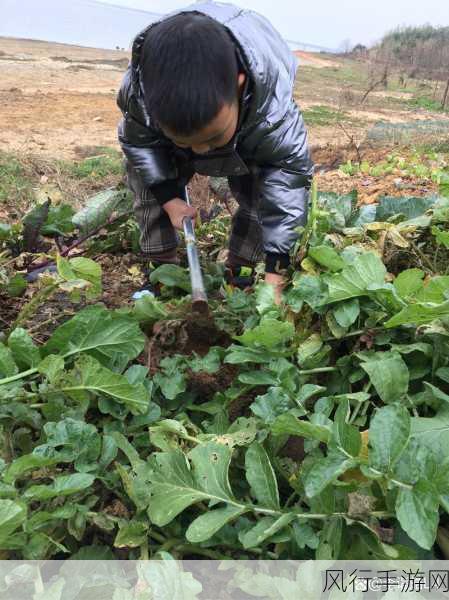 二人世界拔萝人-甜蜜二人世界：共同拔萝卜的幸福生活