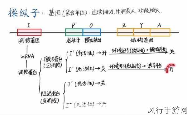 gusactivator-深入解析GusActivator的功能及其在基因调控中的应用