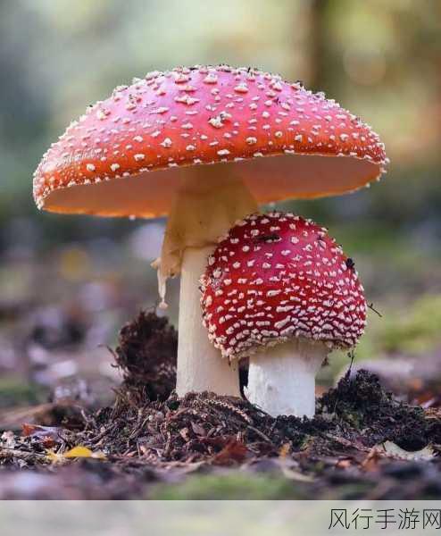 蘑菇黑料爆料视频-揭秘蘑菇黑料:深挖背后的真相与内幕