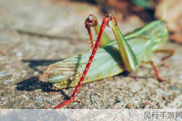 无人区编码6229Jm央视蚱蜢-无人区探秘：6229Jm编码下的央视蚱蜢故事