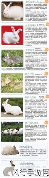 探索兔子长耳朵的奇妙功能