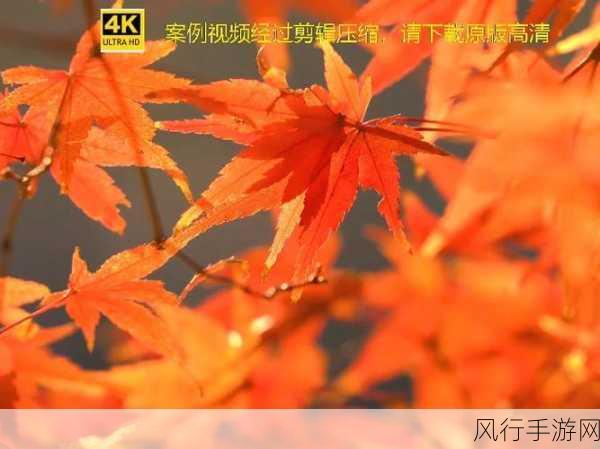 全成高清短视频-高清短视频制作全攻略：让你的创意绽放光彩！