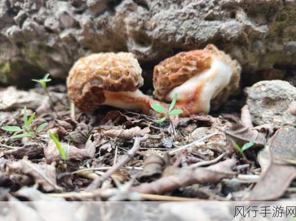 蘑菇黑料视频-“揭秘蘑菇黑料视频背后的真相与影响力”