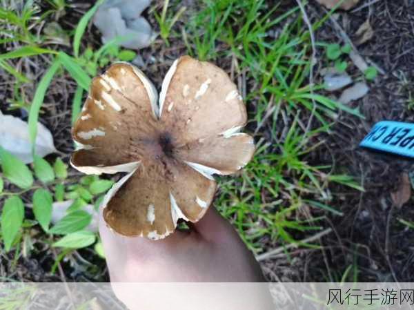 蘑菇黑料视频-“揭秘蘑菇黑料视频背后的真相与影响力”