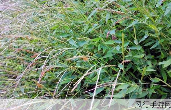 www.天堂资源野草-探索天堂资源野草的无穷奥秘与奇妙世界