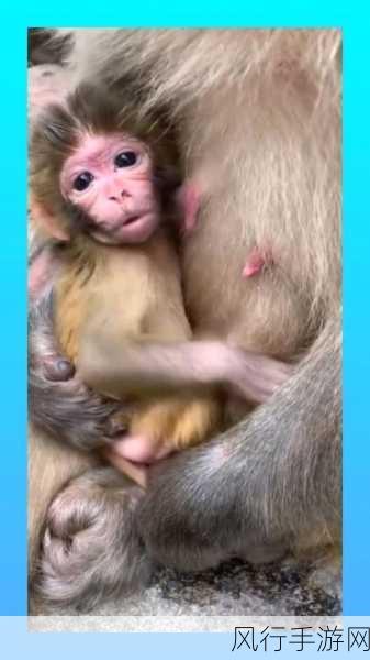 男生和女生一起努力生猴子免费-男生女生携手共进，共同迎接新生命的挑战与快乐