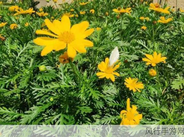 女友叫我亲小花园怎么回复-亲爱的,愿你的花园永远盛开美丽的花朵!